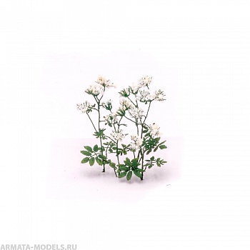 S203MWP Сныть цветущая, размер М